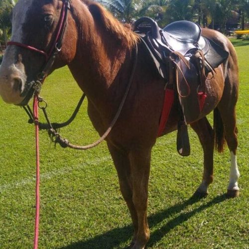 cavalo